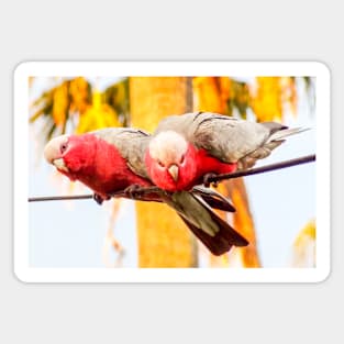 Galahs Magnet